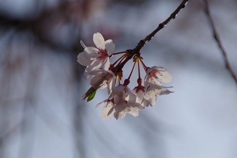 陽に透けた枝垂れ桜