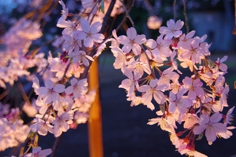 枝先の桜