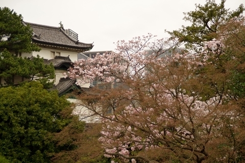 富士見櫓と桜2