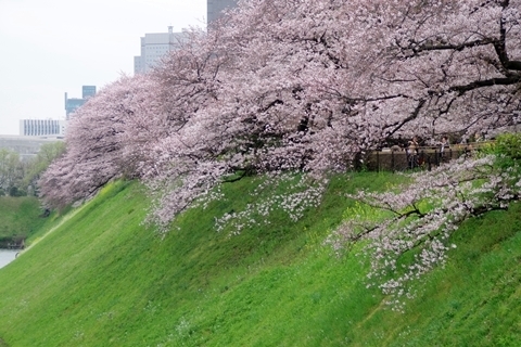 半蔵濠の桜