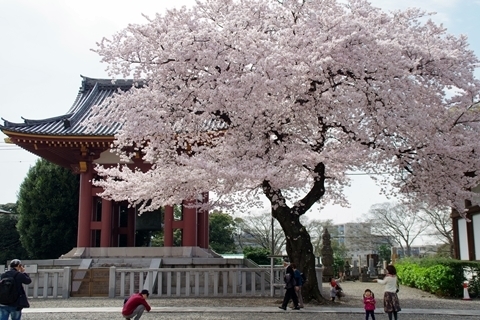 鐘楼堂と桜