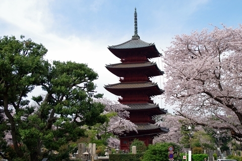 五重塔と桜1