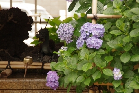 龍口と紫陽花