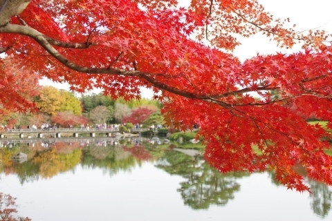 日本庭園の紅葉1