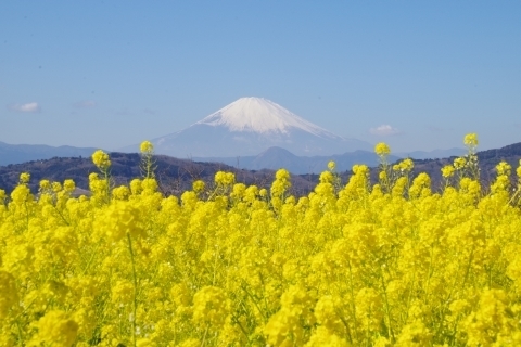 菜の花と富士山2