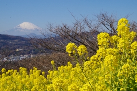 菜の花と富士山3