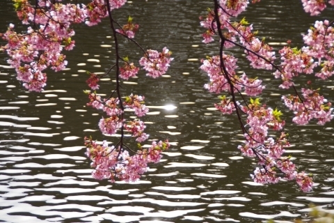 ʂƏCP2