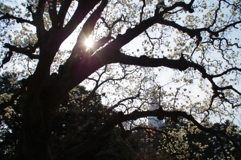 日に照らされるハクモクレンの巨木