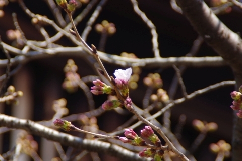 標本木の桜
