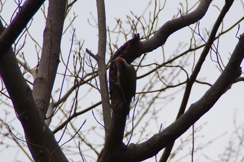赤いモヒカン頭の鳥
