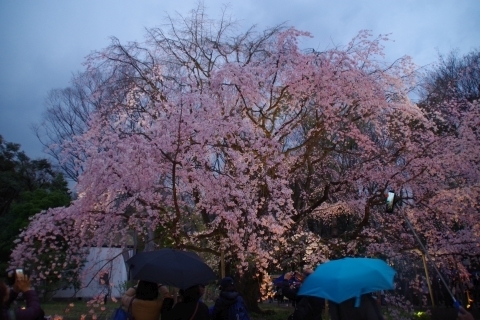 傘の花と枝垂桜.JPG