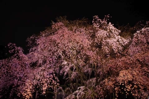 ライトアップされた枝垂桜2