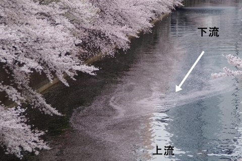 桜の流れ