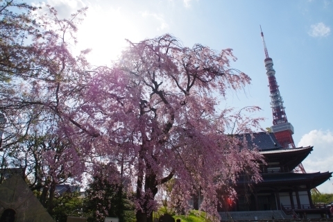 枝垂桜と東京タワー1