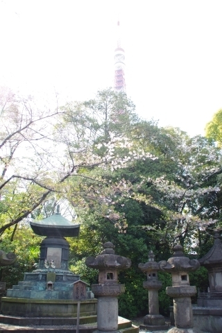 徳川霊廟の桜と東京タワー