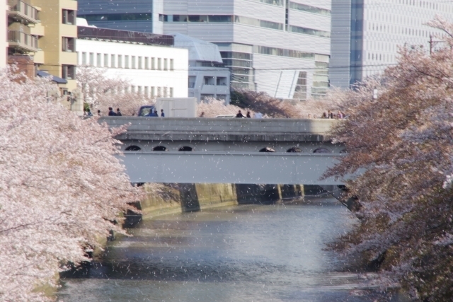 目黒川に舞う桜