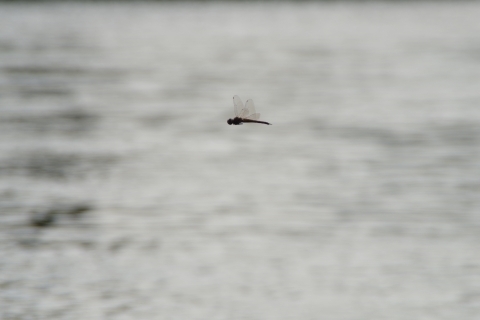 水面を飛ぶトンボ