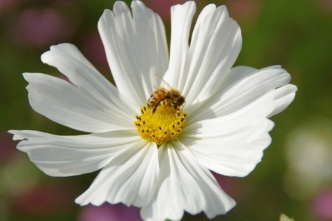 白いコスモスにミツバチ