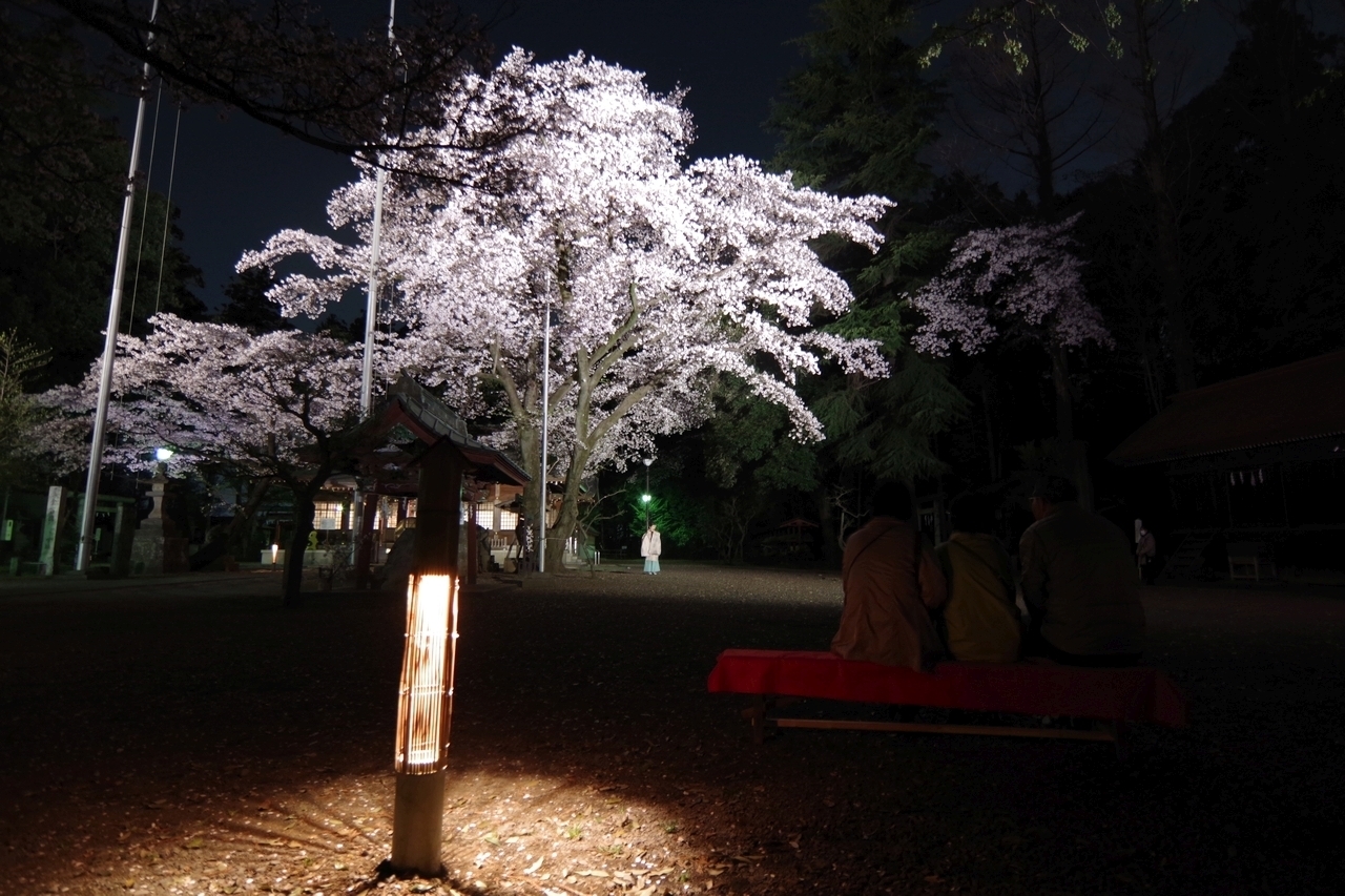 北野天神社　夜桜あかり