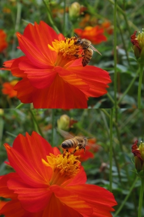 キバナコスモスとミツバチ