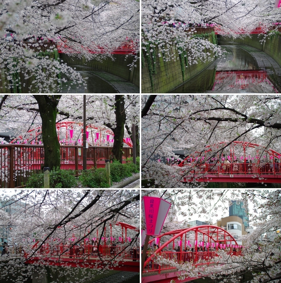 中の橋と桜