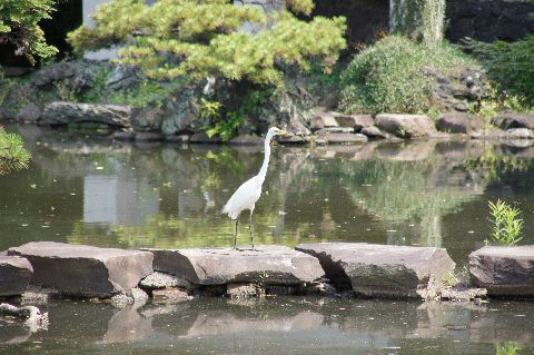 ダイサギ飛んだ
