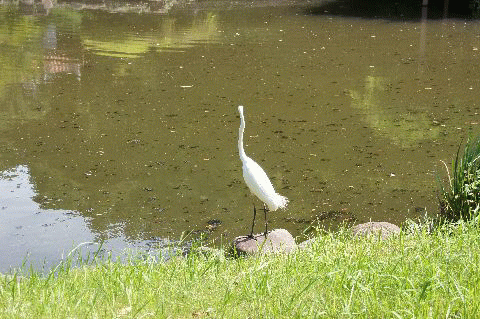 サギ、また飛ぶ