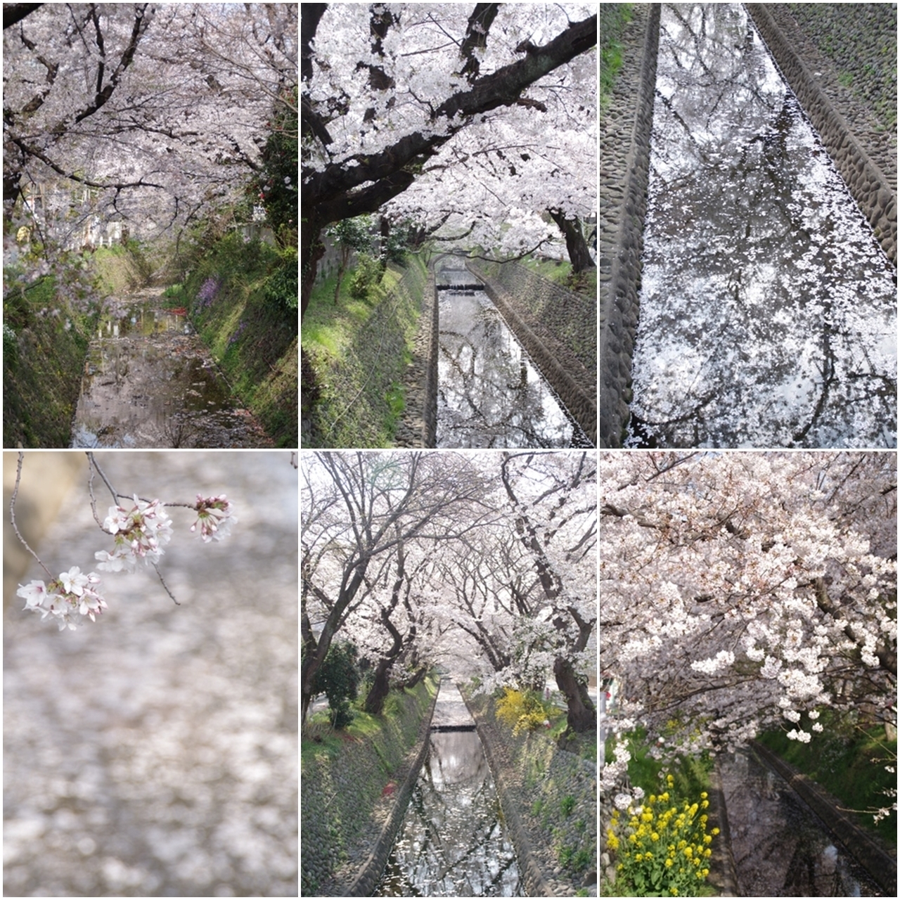 東川の桜1