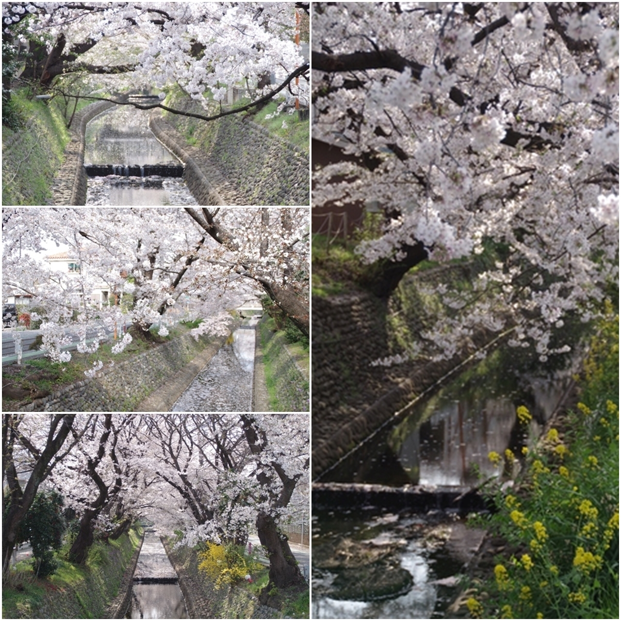 東川の桜2