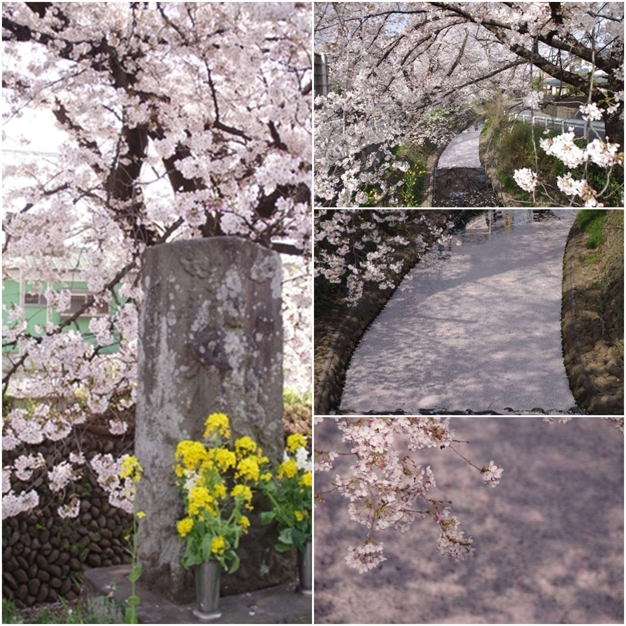 東川の桜3