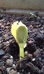 goya20110519.jpg