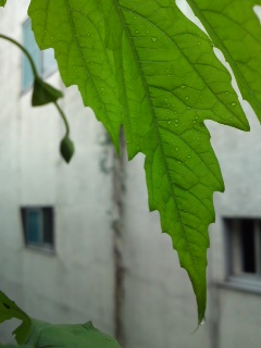 goya20110621.jpg
