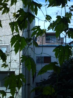 goya20110705B.jpg