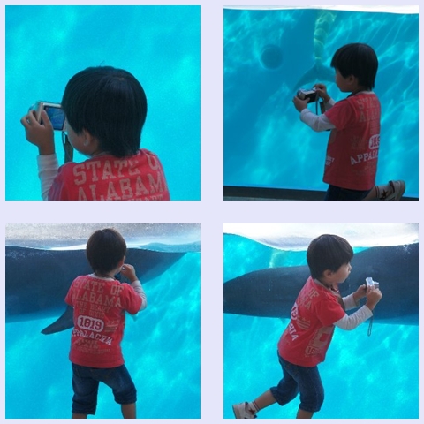 イルカを追いかける悠真